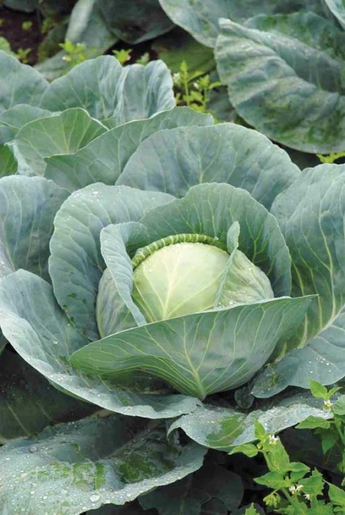 Best Vegetables To Grow In Shade Best Vegetables That Grow In Shade - Farm And Garden Image 522