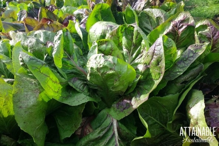 Best Vegetables To Grow In Shade Planting Vegetables That Grow In Shade For A Successful Image 166