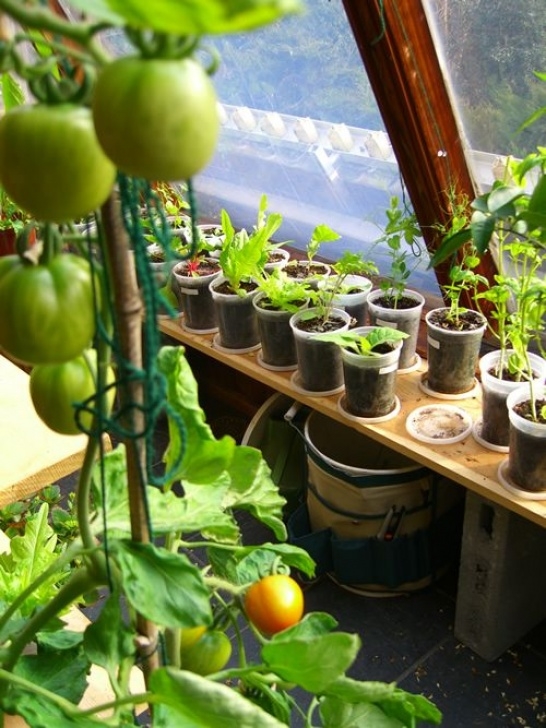 Best Vegetables To Grow Indoors 24 Best Indoor Tomatoes Images On Pinterest | Grow Picture 564