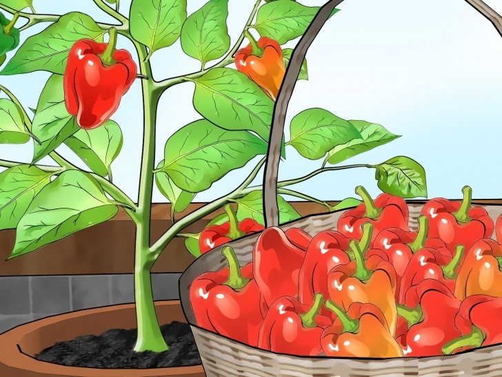 Best Vegetables To Grow Indoors Grow Bell Peppers Indoors | Indoor Vegetable Gardening Photo 862