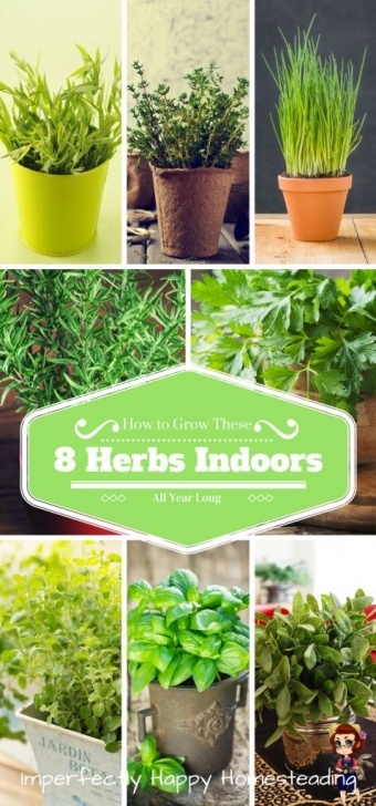 Best Vegetables To Grow Indoors How To Grow 8 Awesome Herbs Indoors All Year Long Photo 141