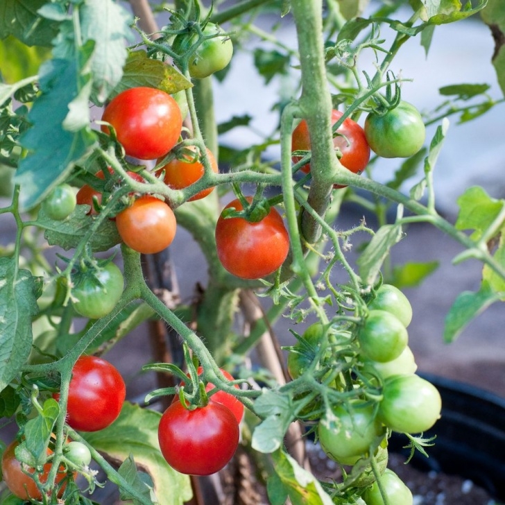 Best Vegetables To Grow Indoors How To Grow Vegetables Indoors Picture 198