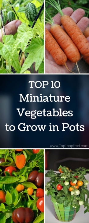 Best Vegetables To Grow Indoors Top 10 Miniature Vegetables To Grow In Pots | Growing Photo 460