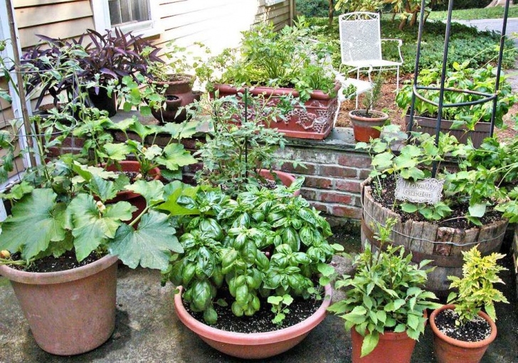 Best Vegetables To Grow Tips For Growing Vegetables In Containers Image 656