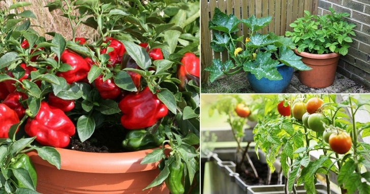 Best Vegetables To Plant 8 Best Summer Vegetables To Grow In Pots | Summer Image 668