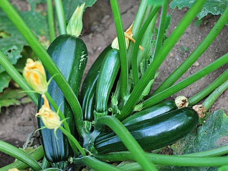 Best Vegetables To Plant Best Summer Vegetables To Grow In Your Kitchen Garden Picture 189
