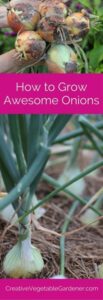 Best Vegetables To Plant How To Grow Awesome Onions In Your Garden | Veg Garden Picture 173