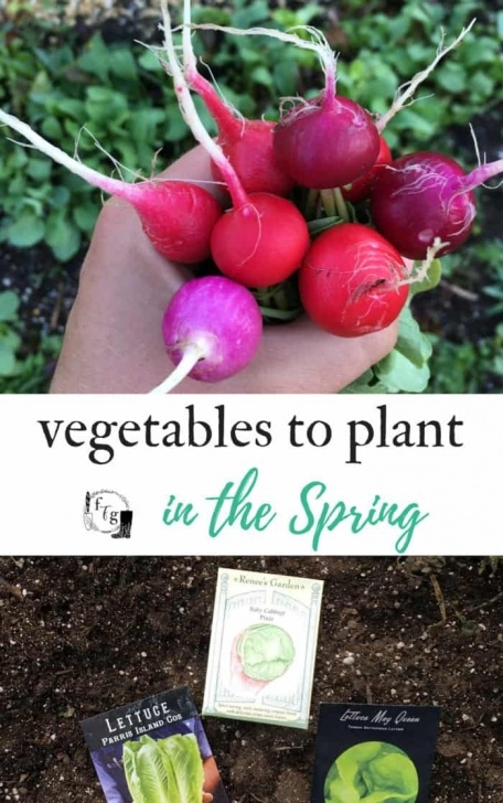 Best Vegetables To Plant In Spring List Of Vegetables To Plant In Spring | Family Food Garden Photo 573