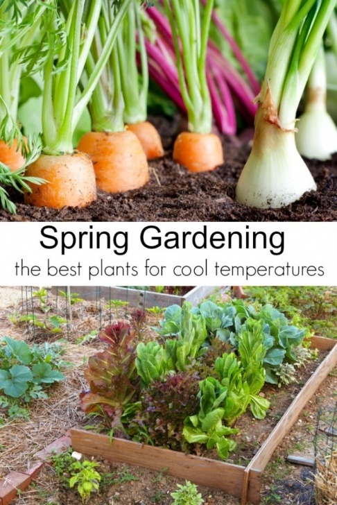 Best Vegetables To Plant In Spring Spring Garden Vegetables To Plant Now - Turning The Clock Back Image 206