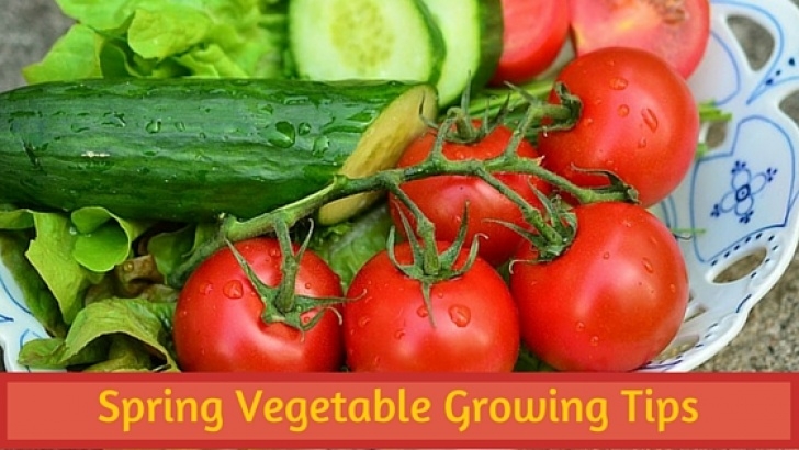 Best Vegetables To Plant In Spring Spring Vegetable Growing Tips - Bouquet Garni Nursery Picture 241