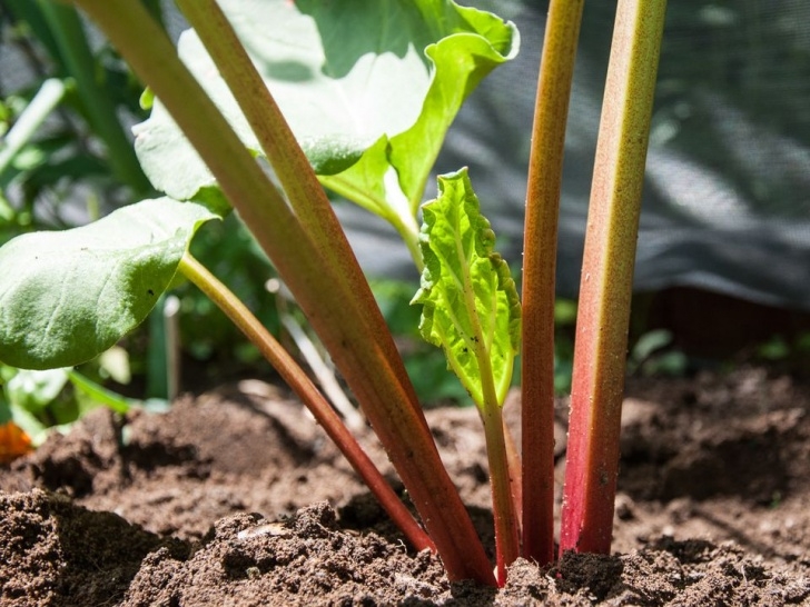 Best Vegetables To Plant In Spring The Best Vegetables To Plant In Early Spring Picture 552