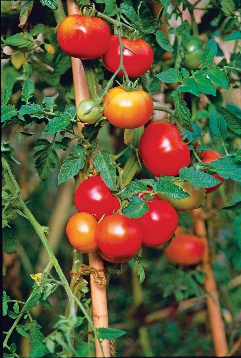 Best Vegetables To Plant Our Top Picks For Veggies And Fruits To Grow At Home, From Image 726