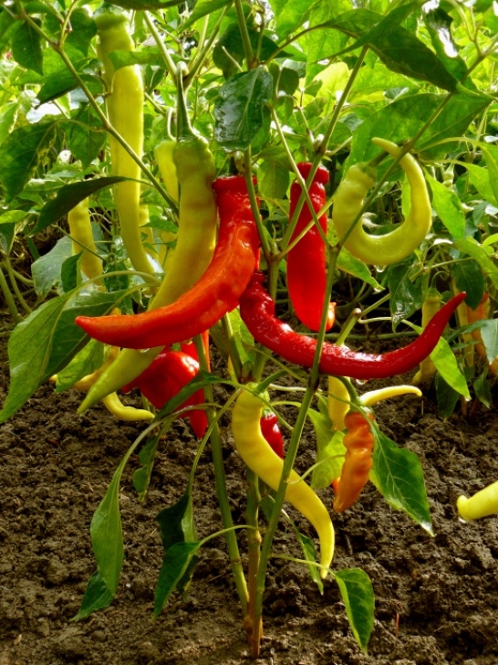 Best Vegetables To Plant The Best Vegetables To Plant In March - Atlantic Photo 817