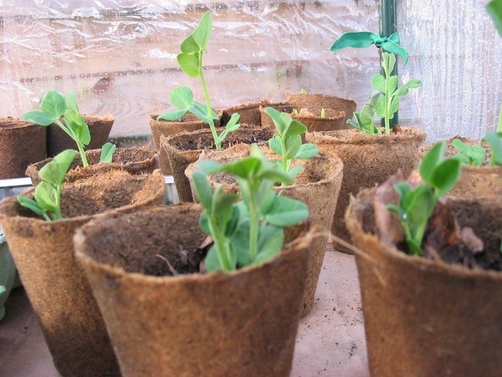 Best Vegetables To Plant Winter Vegetable Growing - How To Grow Vegetables In A Photo 759