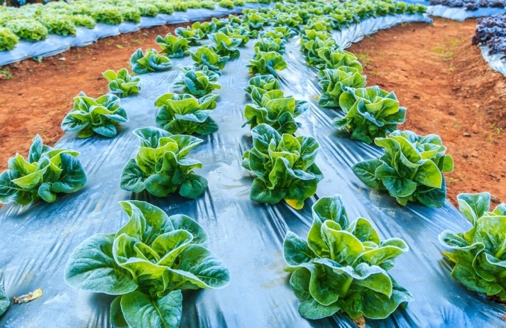 Best Veggies To Grow 10 Best Vegetables Growing In Winter - A Green Hand Photo 117