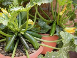 Best Veggies To Grow 5 Best Container Vegetables For Beginning Gardeners Picture 750 Best Veggies To Grow 5 Best Container Vegetables For Beginning Gardeners Picture 750