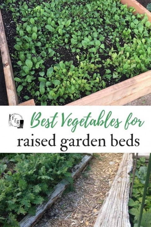 Best Veggies To Grow Best Vegetables To Grow In Raised Beds | Family Food Garden Picture 011