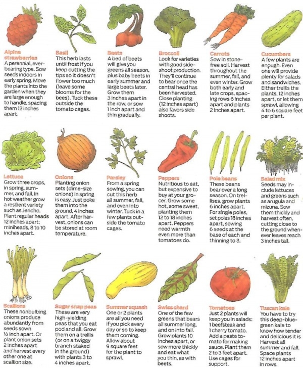 Best Veggies To Grow Easy Vegetables To Grow (With Images) | Growing Vegetables Photo 930