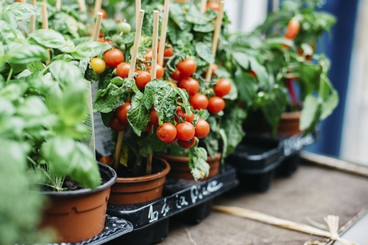 Best Veggies To Grow In Pots 10 Best Vegetables For Container Gardens Picture 600