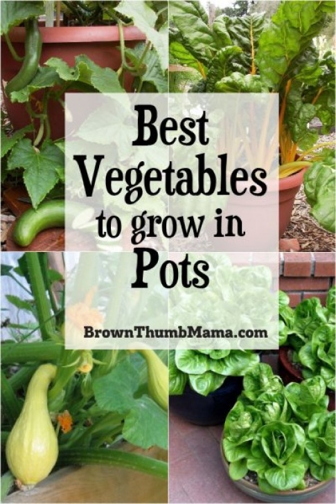 Best Veggies To Grow In Pots 5 Best Container Vegetables For Beginning Gardeners Image 156