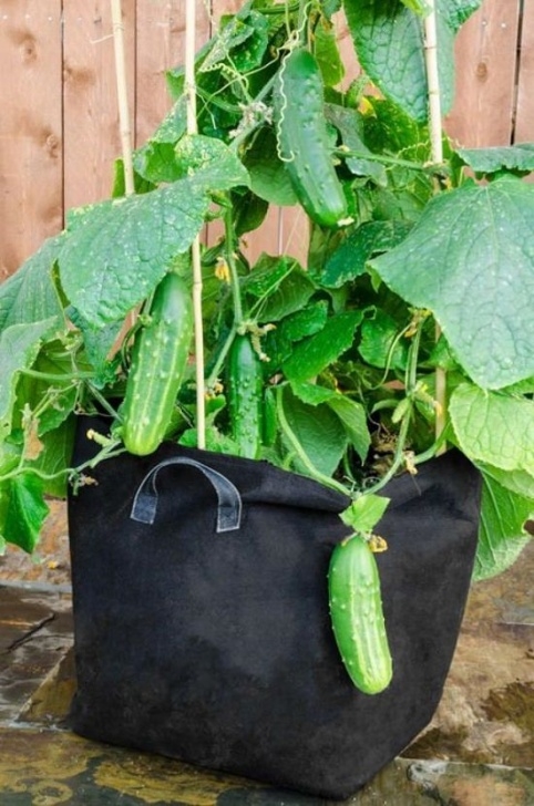 Best Veggies To Grow In Pots 8 Best Summer Vegetables To Grow In Pots | Summer Image 199