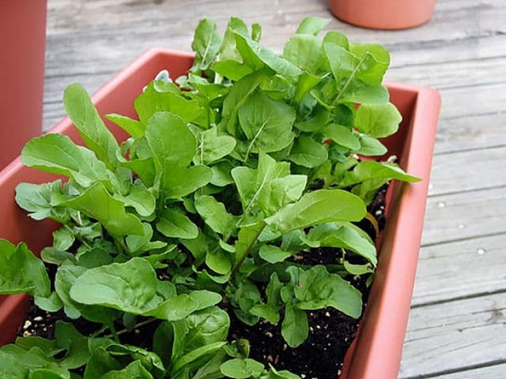Best Veggies To Grow In Pots Fast Growing Vegetables For Quick Harvest (Can Be Grown In Picture 599