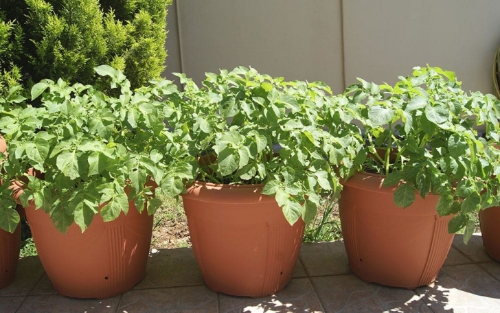 Best Veggies To Grow In Pots Top 10 Vegetable Crops For Containers - David Domoney Photo 653