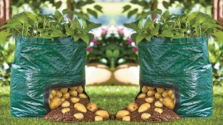 Best Veggies To Grow In Winter 6 Delicious Edibles You Can Grow Indoors All Winter - Youtube Image 631