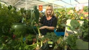Best Veggies To Grow In Winter Best Winter Vegetable Gardening - Youtube Image 150
