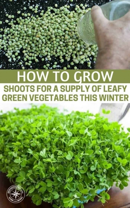 Best Veggies To Grow In Winter How To Grow Shoots For A Supply Of Leafy Green Vegetables Picture 633