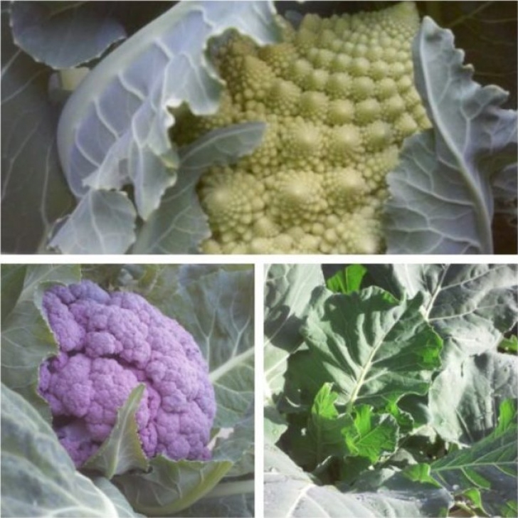 Best Veggies To Grow In Winter Plant Seeds Or Starts For Winter Vegetables Now - Alden Picture 321