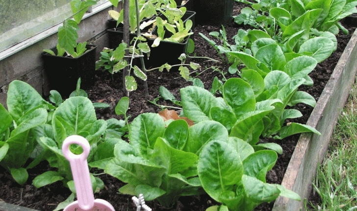 Best Veggies To Grow In Winter Vegetables To Grow Over Winter Image 305