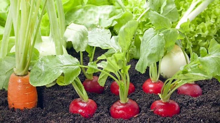 Best Veggies To Grow Spring Vegetable Garden – Fastest Growing Vegetables Photo 589