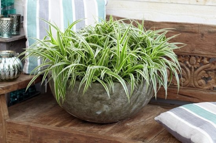 Best Watering Can For Indoor Plants 10 Cute Small Indoor Plants | Small Houseplants | Balcony Image 694