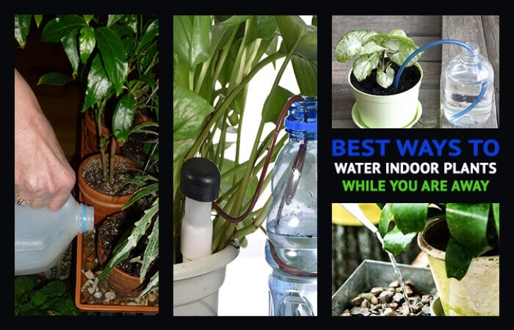 Best Watering Can For Indoor Plants Best Ways To Water Indoor Plants While You Are Away - Home Photo 666