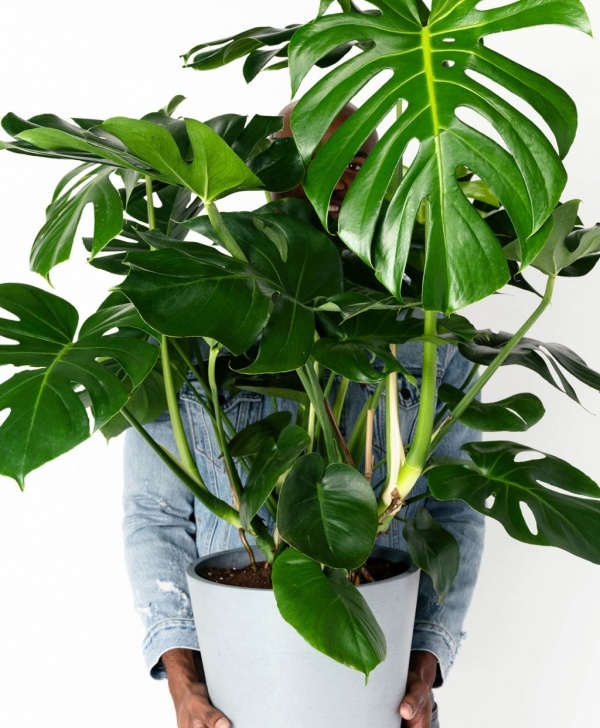 Best Watering Can For Indoor Plants Buy Large, Potted Monstera Indoor Plant | Bloomscape Picture 325