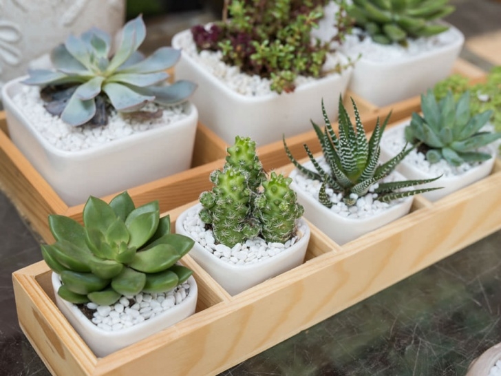 Best Watering Can For Indoor Plants How To Avoid Killing Your Indoor Succulents | World Of Picture 928