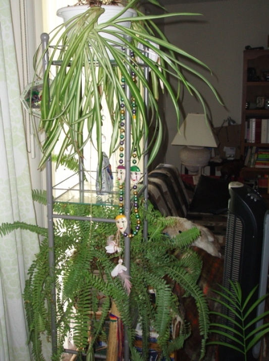 Best Watering Can For Indoor Plants Indoor House Plants: Watering &amp; Decorating | Dengarden Image 705