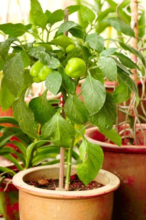 Best Way To Grow Peppers 176 Best Container Gardening Images On Pinterest Photo 963