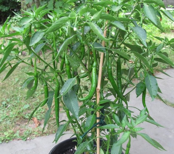 Best Way To Grow Peppers Growing Hot Peppers In Containers | How To Grow Chili Image 570