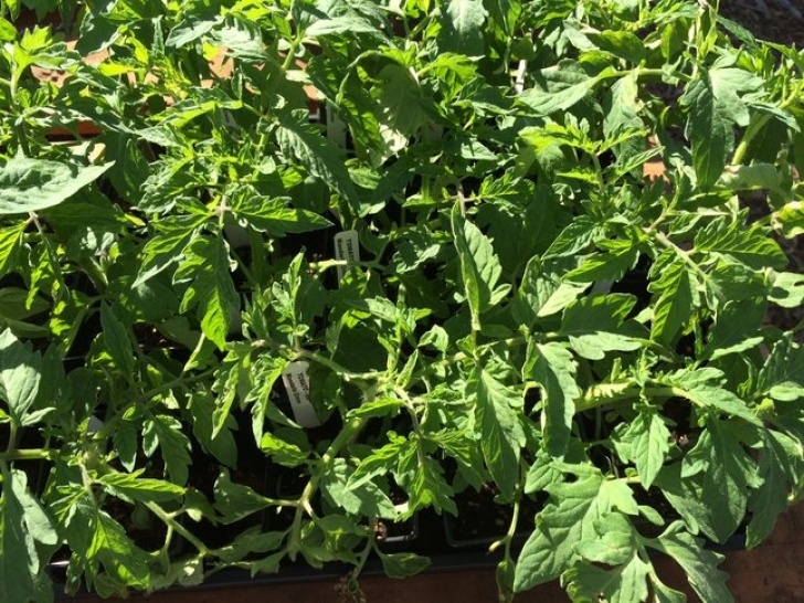 Best Way To Grow Peppers How To Grow Tomatoes, Peppers And Eggplants - San Jose Picture 945
