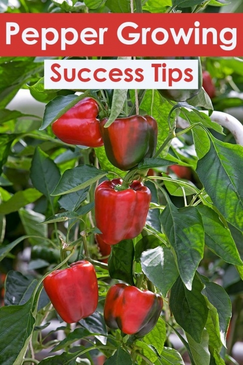 Best Way To Grow Peppers Quiet Corner:22 Pepper Growing Success Tips - Quiet Corner Image 968