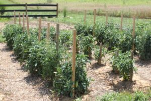 Best Way To Plant A Garden Stake A Cage - The Ultimate Diy Tomato Support Picture 576 Best Way To Plant A Garden Stake A Cage - The Ultimate Diy Tomato Support Picture 576