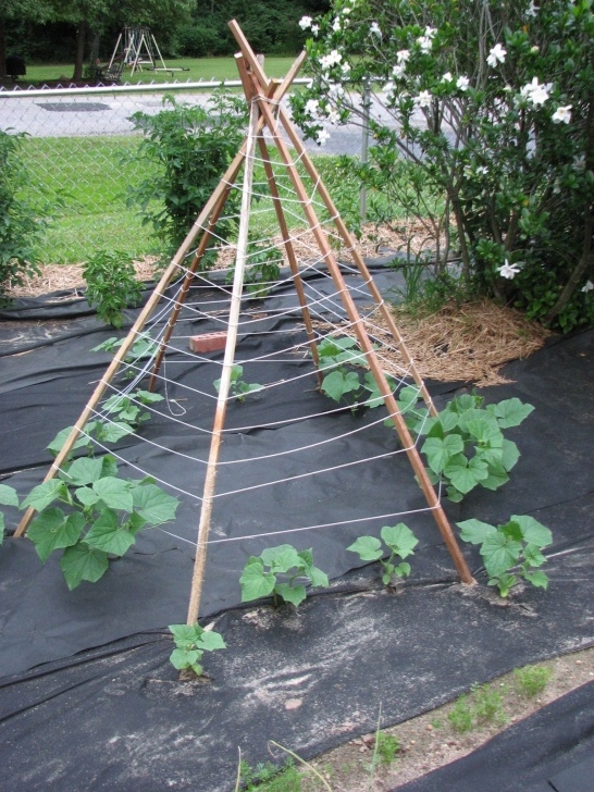 Best Way To Plant Cucumbers 23 Functional Cucumber Trellis Ideas Guaranteed To Boost Photo 809