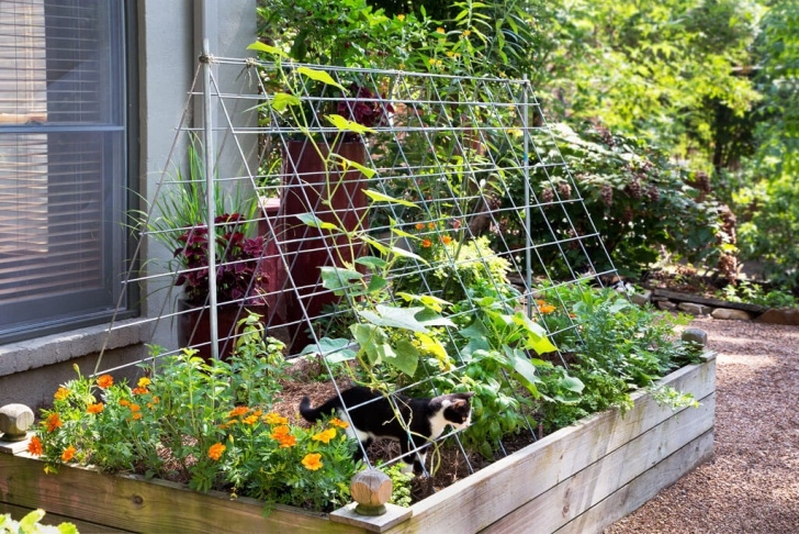 Best Way To Plant Cucumbers 3 Ways To Use Cattle Panels In The Garden - Bonnie Plants Picture 822