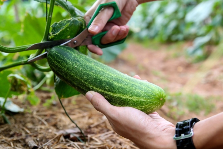 Best Way To Plant Cucumbers Can You Freeze Cucumbers? | Gardensall Photo 637