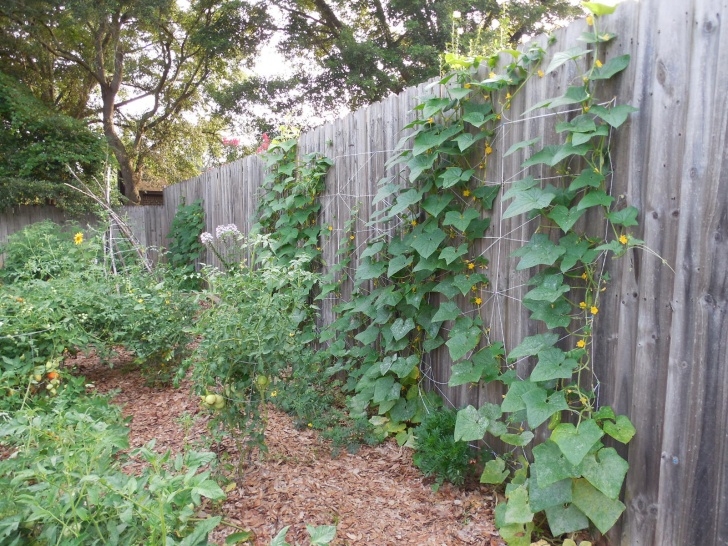 Best Way To Plant Cucumbers Cucumber Trellis | Coffee To Compost Picture 905