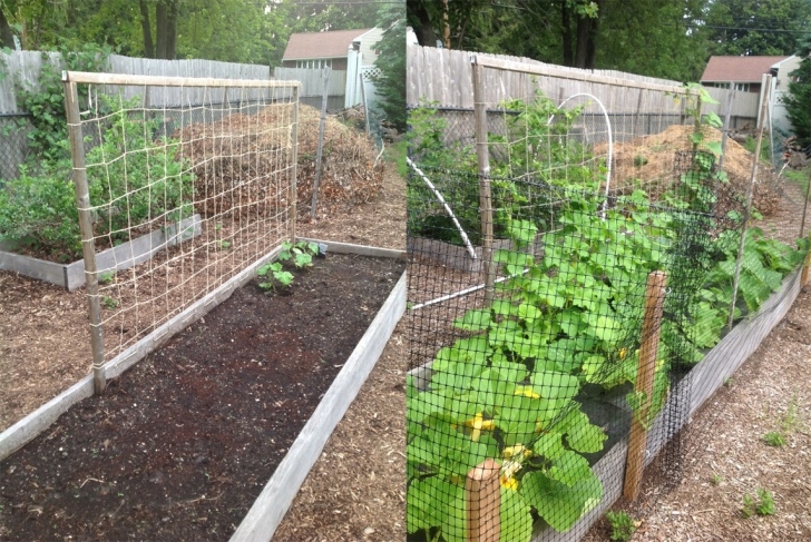 Best Way To Plant Cucumbers Garden Update - Goodstuffathome Picture 445
