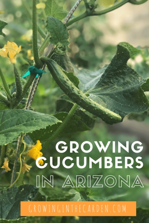 Best Way To Plant Cucumbers Growing Armenian Cucumbers | Growing In The Garden Picture 815