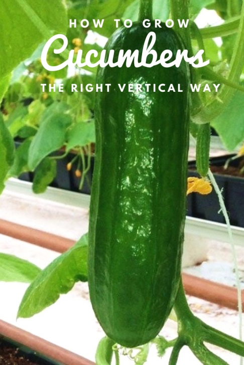 Best Way To Plant Cucumbers How To Grow Cucumbers The Right Vertical Way | Vertical Photo 272